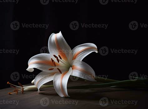 Lily Flower On The Dark Background Condolence Card Empty Place For A