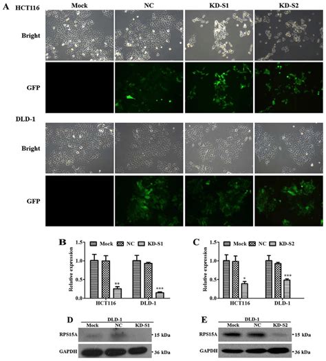 Knockdown Efficiency Of Rps A In Colorectal Cancer Cells A