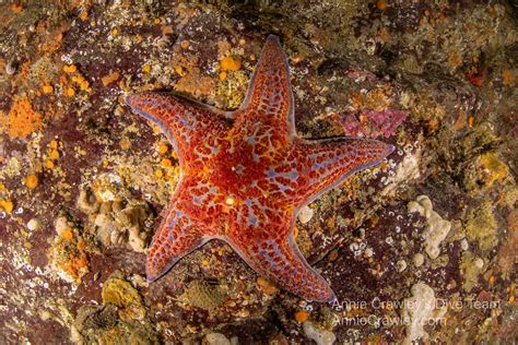 Sea Stars—Starfish—PNW Ocean Life—Species Identification — Edmonds ...