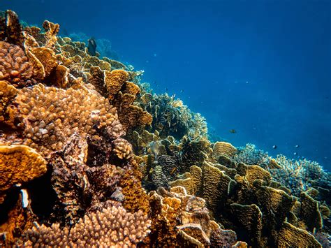 Climate Change And Ocean Ecosystems Protecting Coral Reefs In Sri