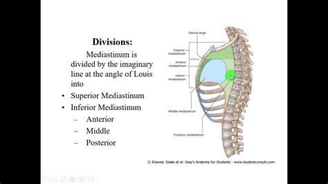 Anterior Mediastinum Anatomy