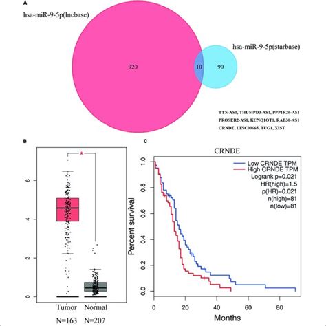 Prediction Of Lncrna By Mirna And Differential Expression And