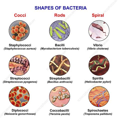 Types Of Bacteria Chart