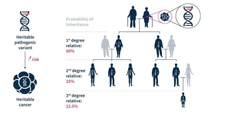 Cascade Testing In Hereditary Cancer Analyzing Genetic Predisposition