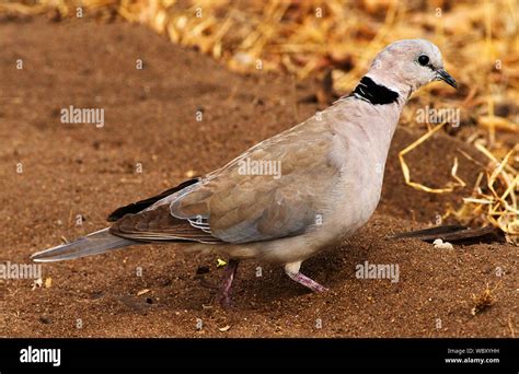 Ring Necked Doves Hi Res Stock Photography And Images Alamy