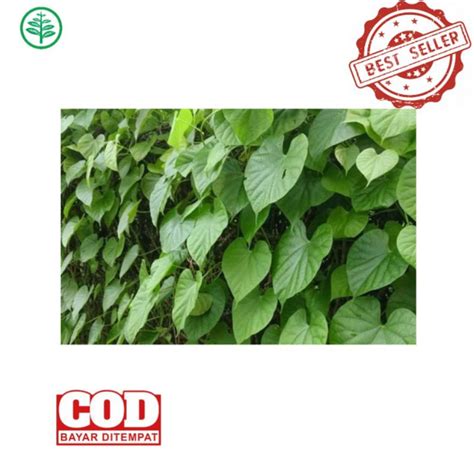 Jual Daun Antawali Asli Ikat Isi Lembar Shopee Indonesia