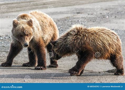 Two Brown Grizzly Bear Cubs Playing on Beach Stock Photo - Image of ...