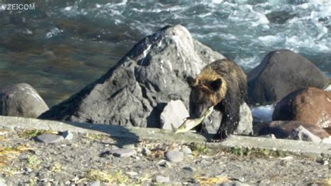 鮭を捕らえて歓喜するヒグマ知床・北海道a Brown Bear Rejoicing At Catching A Salmon