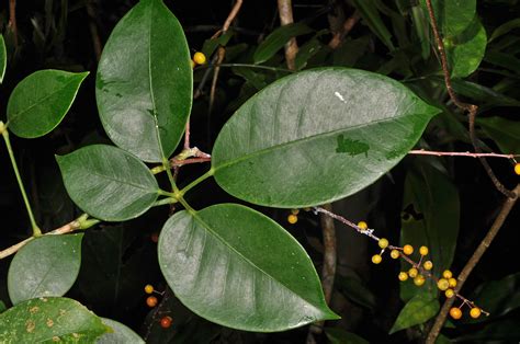 Heptapleurum Plant Araliaceae Image At Phytoimages Siu Edu