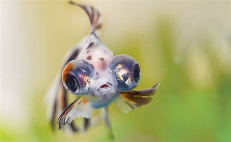 Hd Wallpaper Goldfish Telescope Eyes Gray Fish Animals Sea Swim