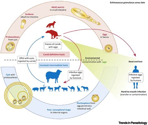 Echinococcus Granulosus Sensu Lato Trends In Parasitology