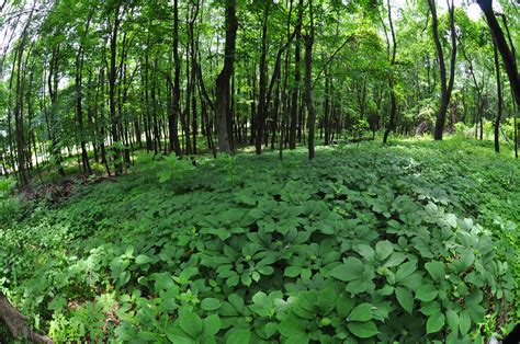 Colwells Ginseng Pennsylvania Ginseng Grower Growing Ginseng