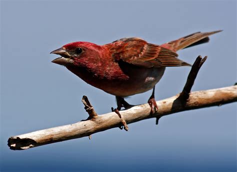 Silverback: Purple Finch Male