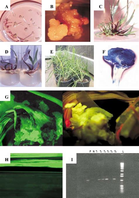 Figure 1 From High Frequency Callus Induction And Plant Regeneration In