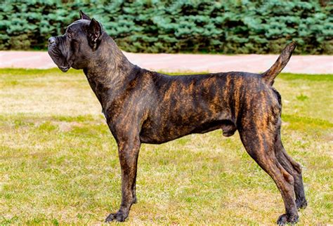 Descúbrelo Todo Sobre La Raza Cane Corso