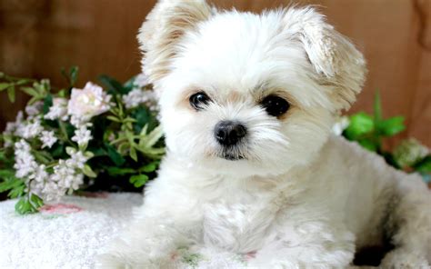 Fluffy Puppy HD desktop wallpaper : Widescreen : High Definition ...