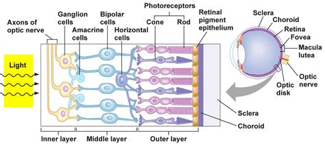 Human Eye Anatomy Parts Of The Eye And Structure Of The Human Eye