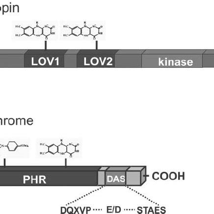 Functions Of Blue Light Receptors In Phototropism Photomorphogenesis