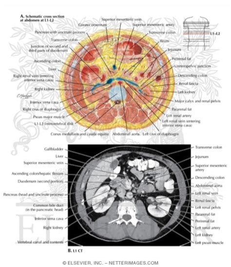 Cross Section At L L With Ct