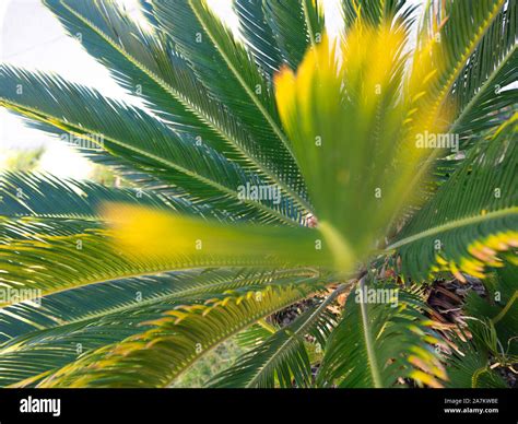 Feuille De Cycas Revoluta Banque De Photographies Et Dimages Haute