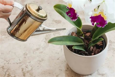 Wann Orchideen düngen und wie oft Mit diesen Tipps decken Sie den