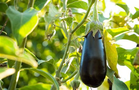 Comment Planter Des Aubergines Mondojardin