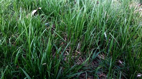 Green Grass In The Field In Early Spring Stock Image Image Of Crop Bright 90828607