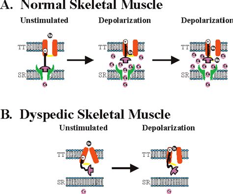 Figure 2 From Bi Directional Coupling Between Dihydropyridine Receptors