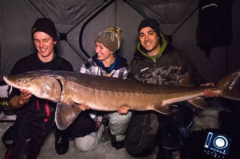 Video Massive Lake Sturgeon Takes Over Hours To Land Outdoorhub