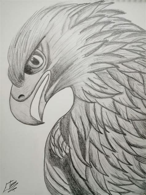 Detailed Pencil Drawing Of An Eagle