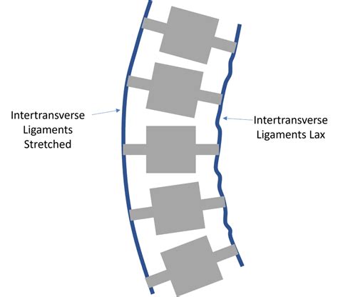 Intertransverse Ligament