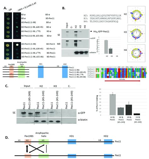 N Terminal Amphipathic Helices H And H Enable Pex Dimerization