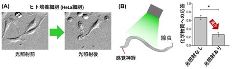 光で狙った細胞を死滅させる新技術の開発 ～副作用のない光がん治療法に向けて～ テック・アイ生命科学