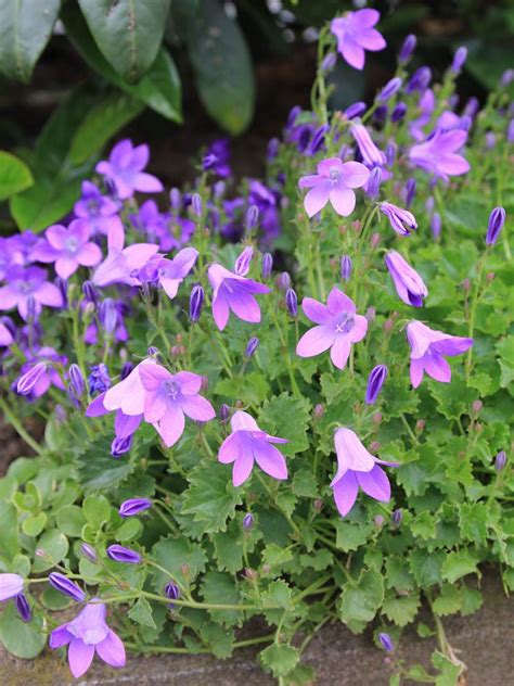 Stauden Stade Versand Shop Campanula Portenschlagiana Dalmatiner