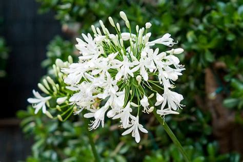 Agapanthus praecox (white) (100 seeds) – Lifestyle Seeds