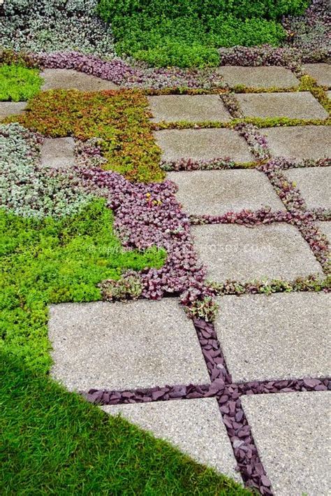 Sedum And Stepping Stones Plant And Flower Stock Photography