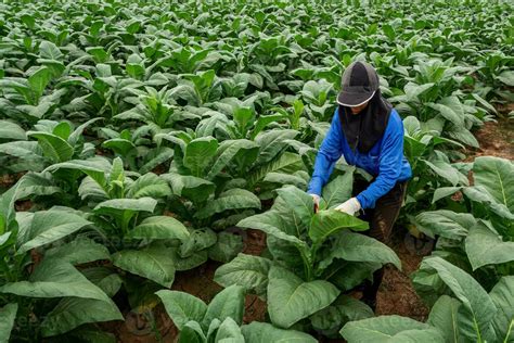 Agriculture female farmers working in tobacco fields. 28247842 Stock Photo at Vecteezy