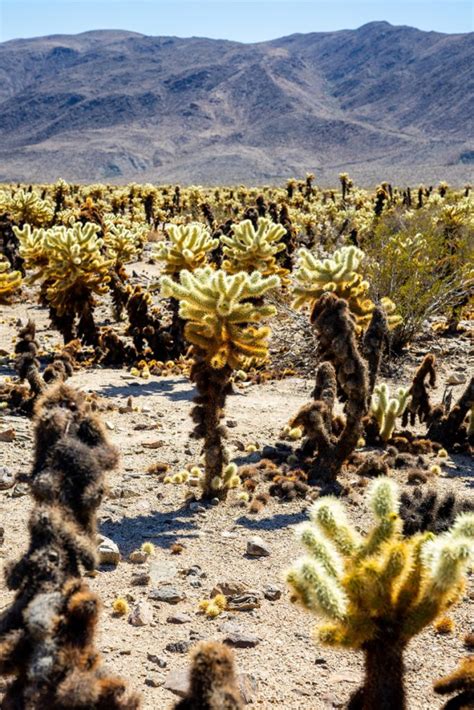 Exploring Cholla Cactus Garden - Joshua Tree - That Adventure Life