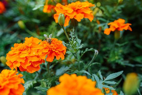 African marigold varieties Free Stock Photos, Images, and Pictures of ...