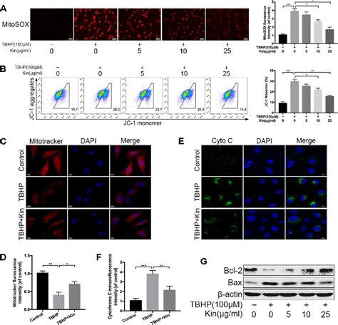 Figure 2 From Kinsenoside Ameliorates Intervertebral Disc Degeneration