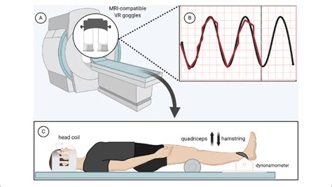 Functional Magnetic Resonance Imaging Fmri Force Matching Task A