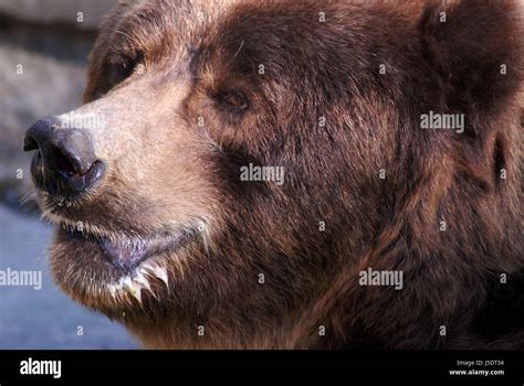 Kodiak Wolf Hi Res Stock Photography And Images Alamy