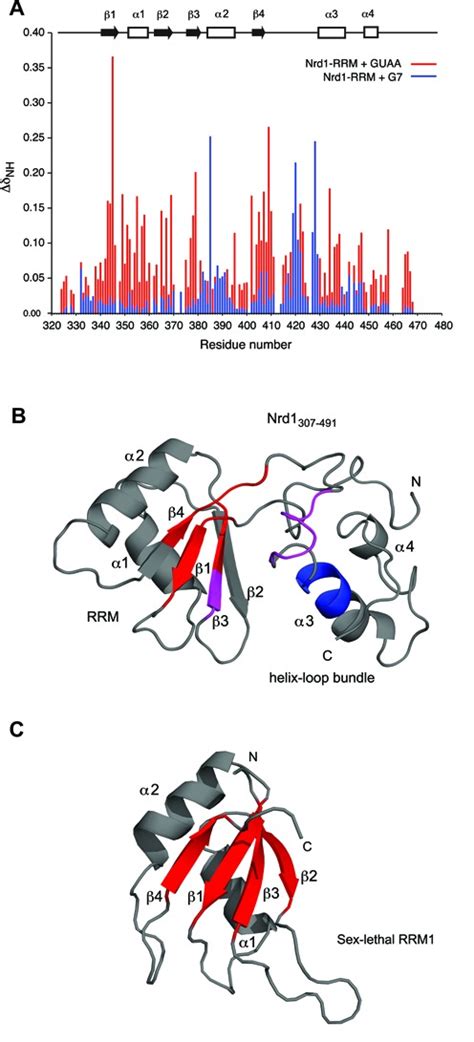 Two Types Of Nrd1rna Interaction Described By Nmr A Comparison Of