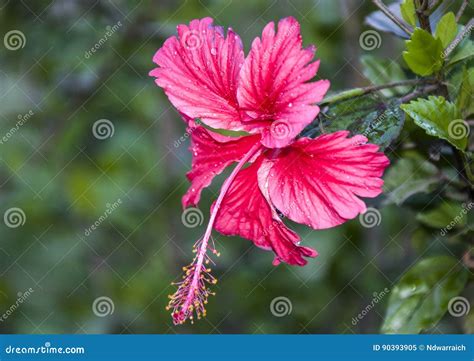 Flor Roja Del Hibisco Imagen De Archivo Imagen De Hibisco 90393905