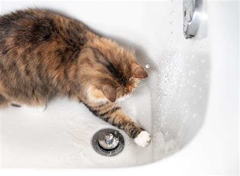 Cat Playing Or Splashing With Water In The Bathtub Top View Stock Image Image Of Focus