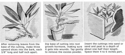 Rhododendron Plant How To Care And Grow Rhododendrons