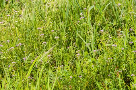 Grass And Wildflowers Free Stock Photo - Public Domain Pictures