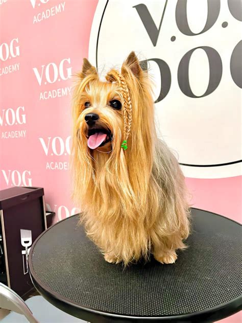 Yorkie haircuts and Yorkie haircuts: beauty and health! - V.O.G DOG