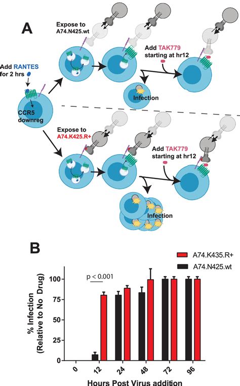 Enhancement Of Cd4 Binding Host Cell Entry And Sensitivity To Cd4bs