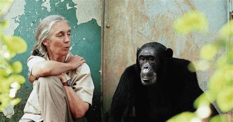 Jane Goodall Joins Calls For An End To Whale And Dolphin Captivity At